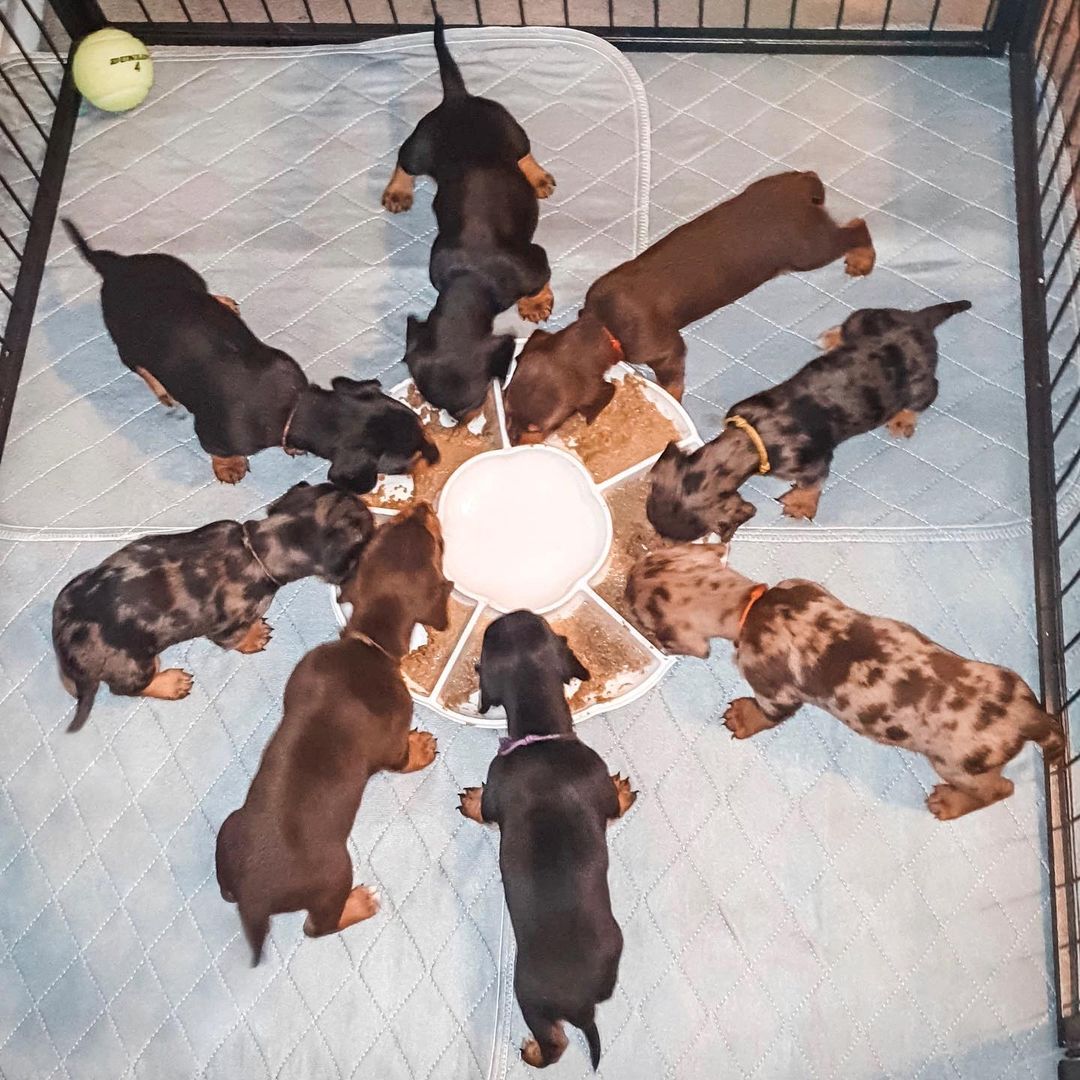 Ring of eight dachshund puppies eating from a circular bowl on washable pee pads