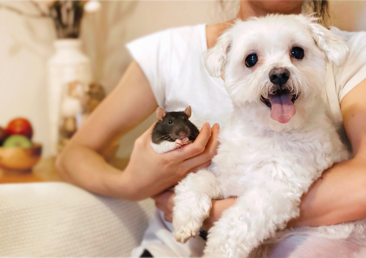 Pipco Pets owner cuddling pet dog Coco and rat Pip in their home