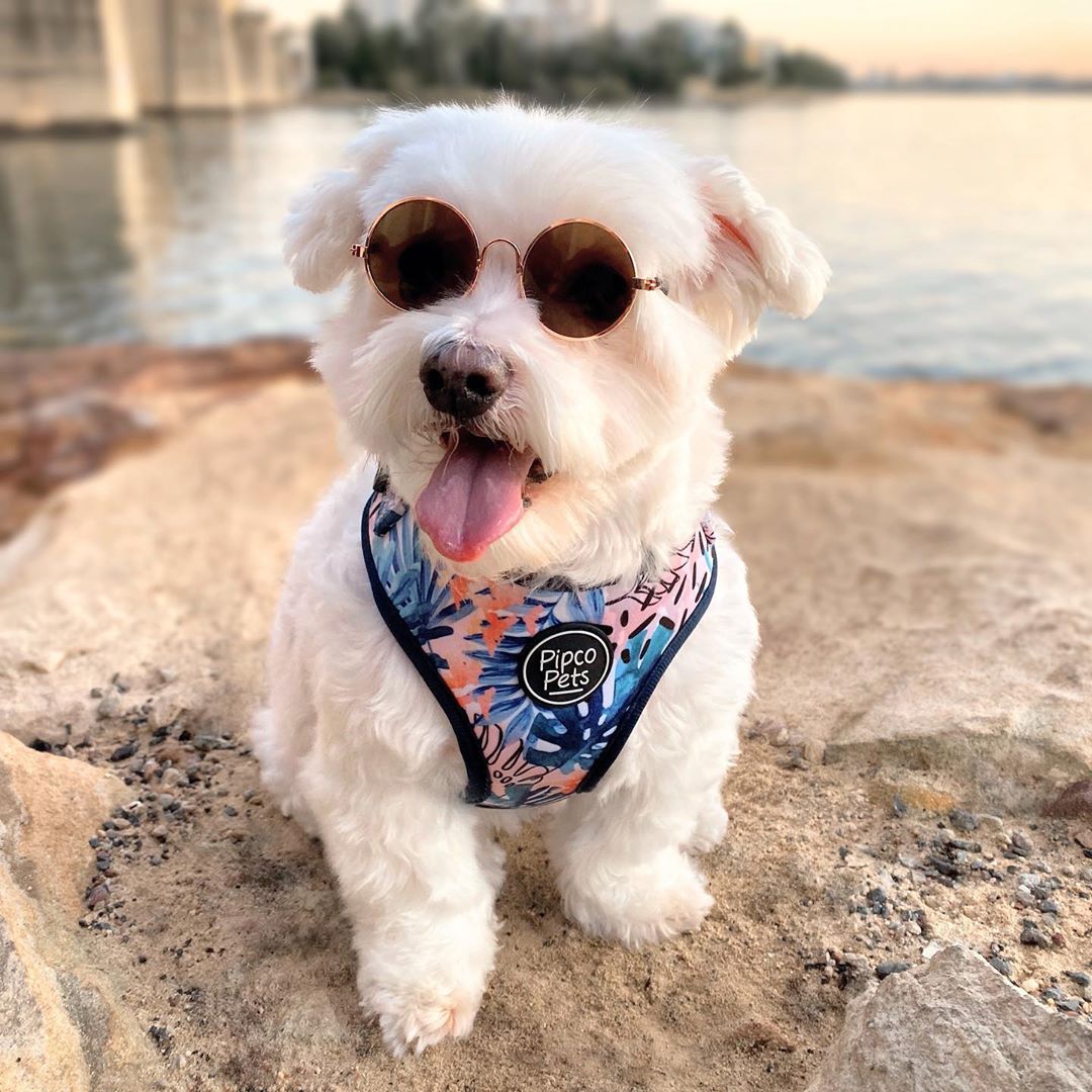 Neck Adjustable Harnesses Australia - cute dog wearing sunglasses and harness with tropical leaves print