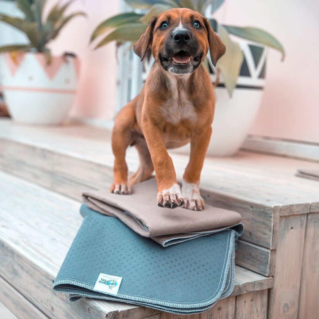 Puppy standing on grey and brown Pipco Washable Puppy Pads Australia