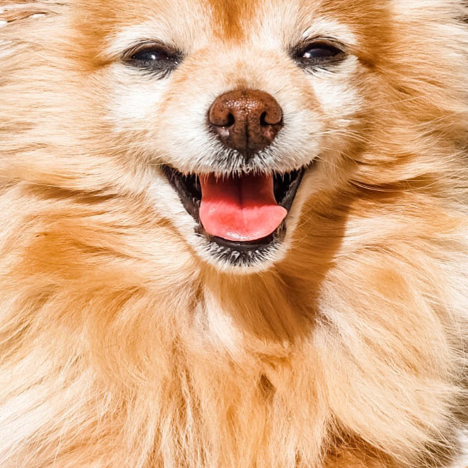 Cute pomeranian dog face