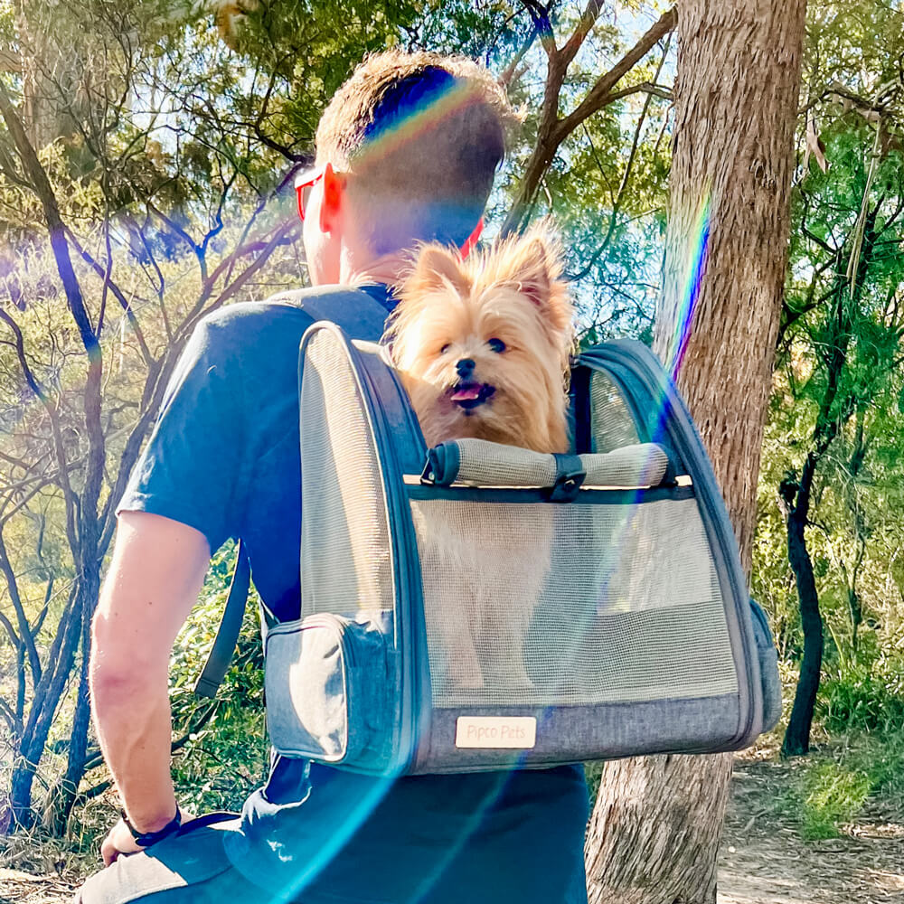 Dog owner carrying pet dog in a Pipco backpack carrier hiking in bush Australia
