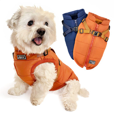 Dog wearing Pipco puffer jacket with integrated harness orange and navy options