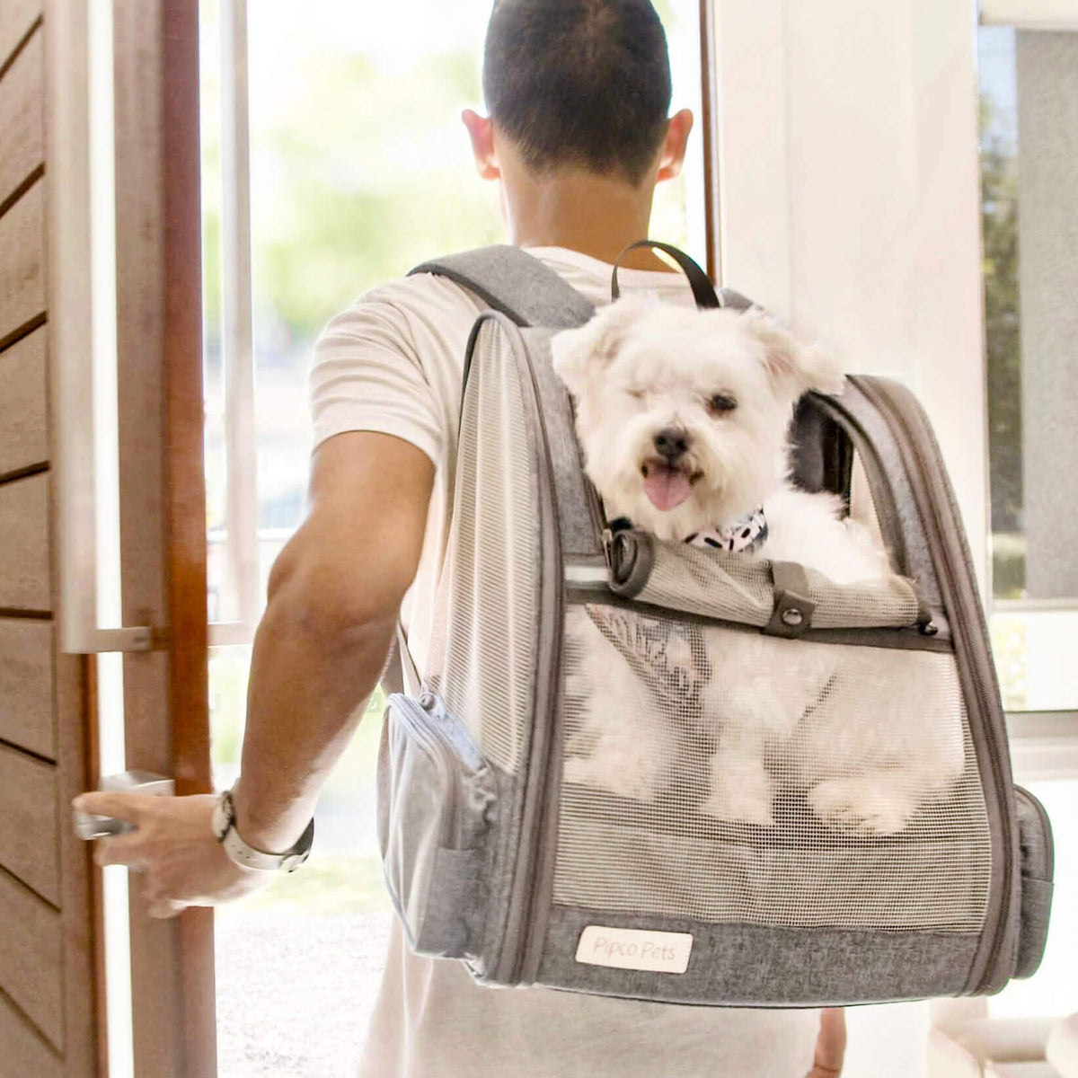 Dog owner carrying senior dog with arthritis in Pipco Pack dog backpack