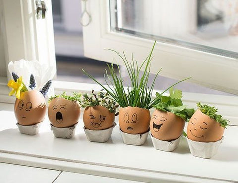 egg shell planters