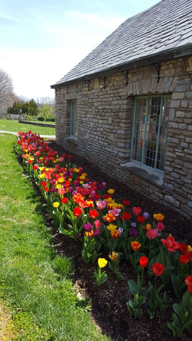 tulip planters