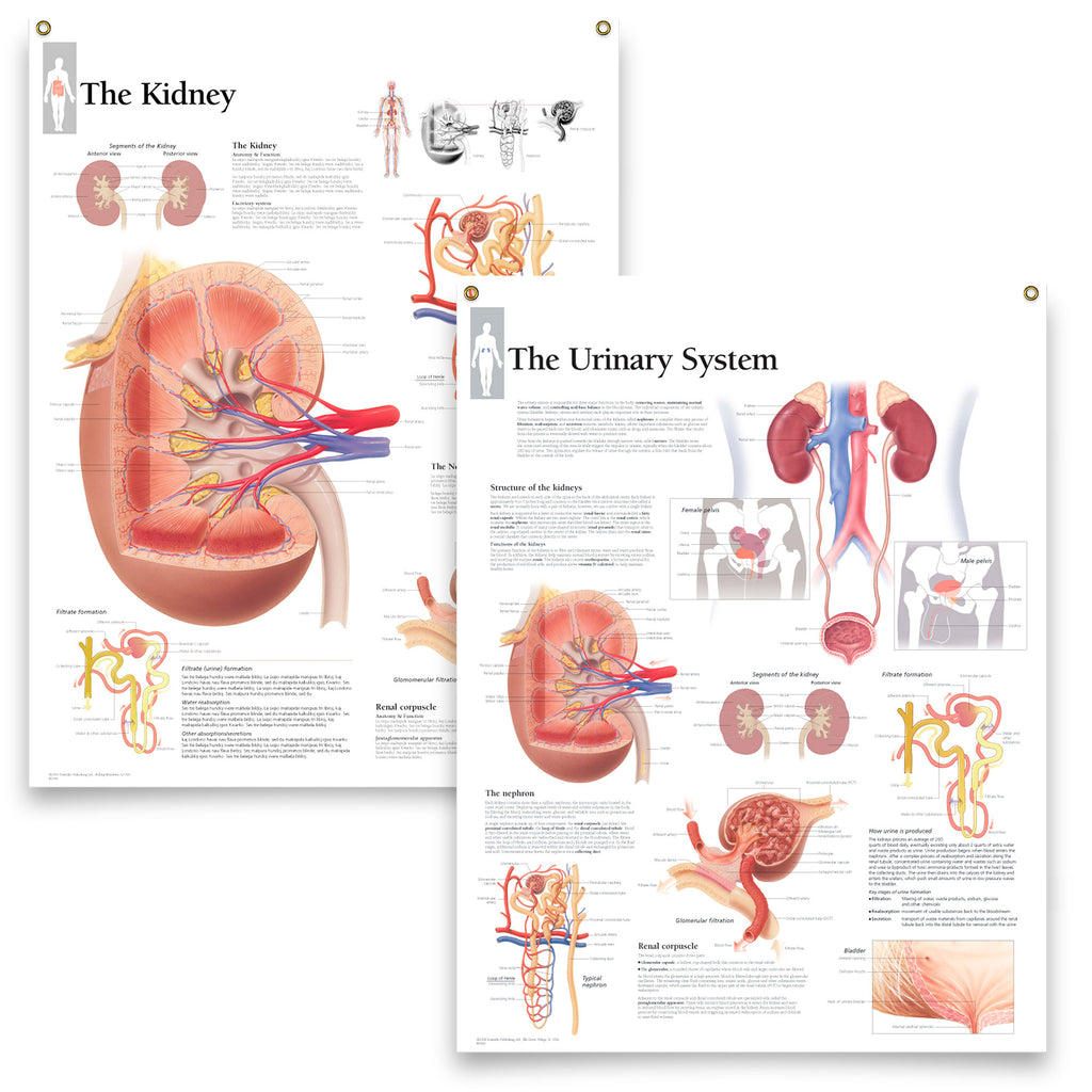 Set of 2 Laminated Medical Posters The Kidney and The Urinary System 2 ...