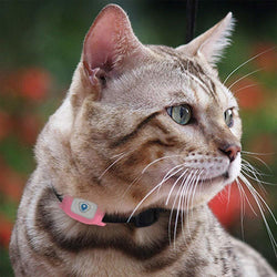 cat tracker collar