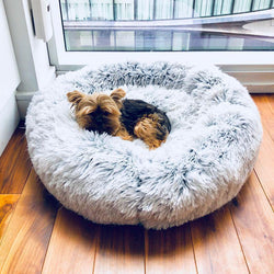 cute dog beds