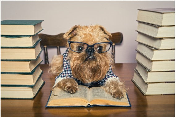 A bookish dog reading a book