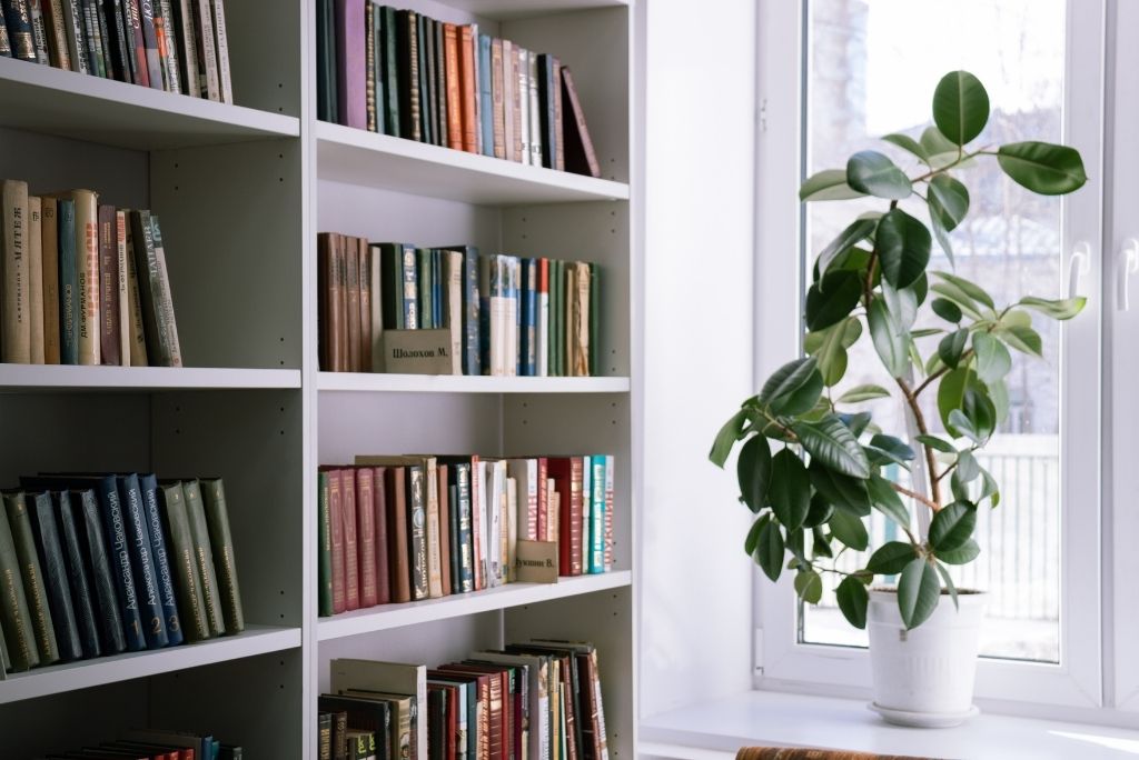 A cozy reading nook with white bookshelves filled with assorted books and a large, leafy green plant by the window.