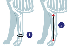 Diagram indicating how to measure a dog's leg for a carpal joint support