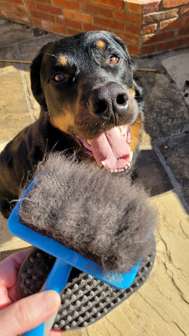 Dog grooming brush full of fur with happy dog