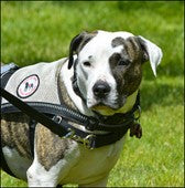 Dog wearing a search and rescue harness - Big Dog Bed Company Dog Talk Blog