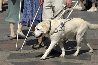 Labrador guide dog leading a person with a white stick inthe street - Big Dog Bed Company Dag Talk Blog