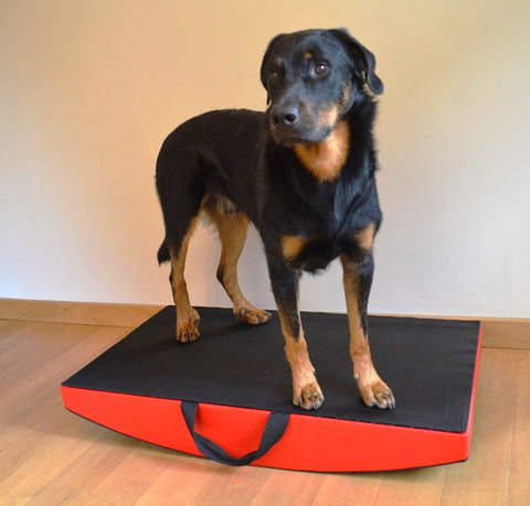 SafeRocker+ canine rehabilitation equipment with large blsck and tan dog