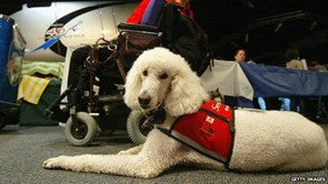 Poodle wearing an assistance dog vest lying beside a wheelchair - Big Dog Bed Company Dog Talk Blog