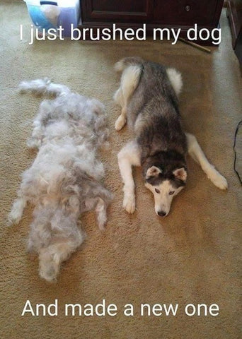 Enough fur to make a second dog