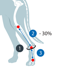 Diagram of how to measure a dog's hind leg for a tarsal orthosis /support