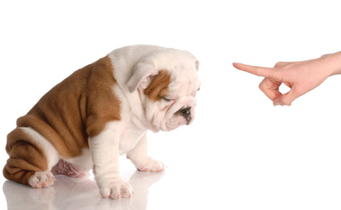 Bulldog puppy being told off