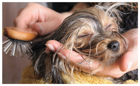 Head of small dog being groomed
