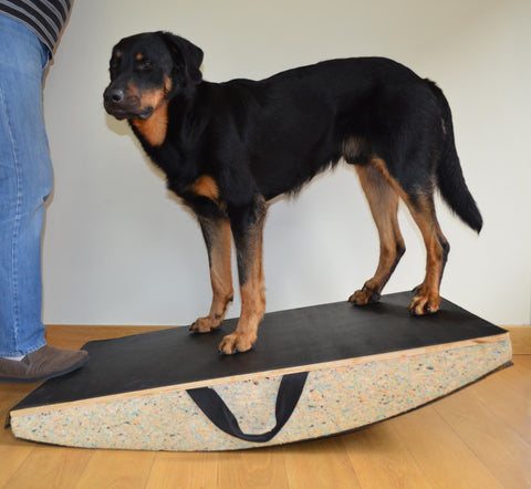 Large dog on prototype SafeRocker+ canine rehab equipment