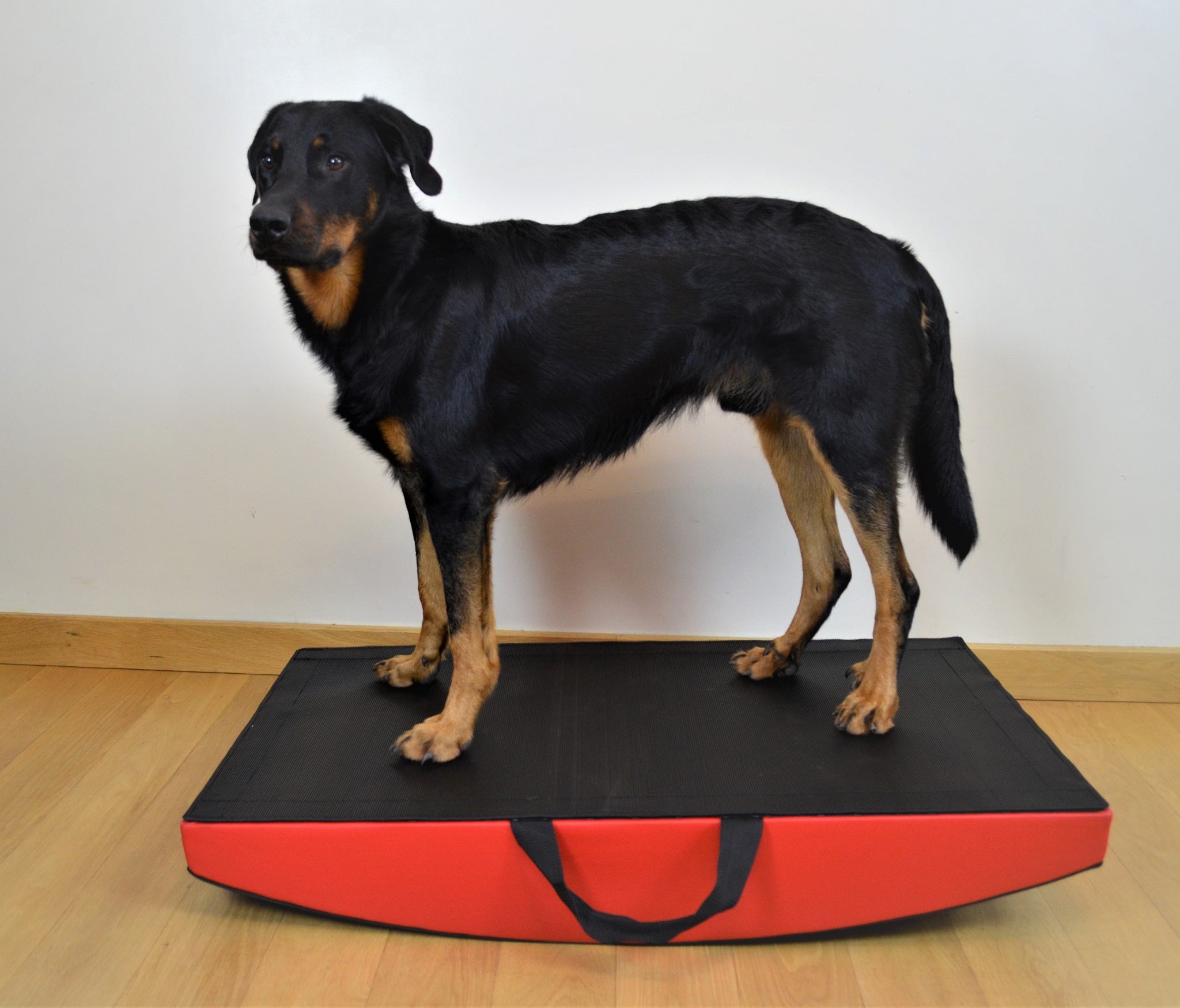 Canine fitness and rehabilitation balance kit