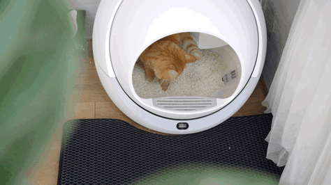 Petree Automatic Smart Cat Litter Box Review