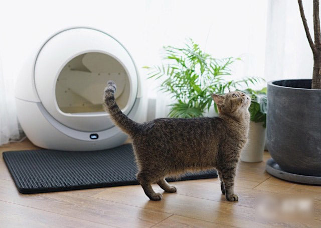 Petree Automatic Smart Cat Litter Box Review