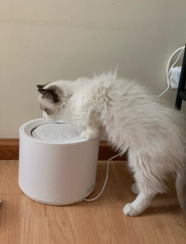 Petree Automatic Cat Water Fountain Dispenser