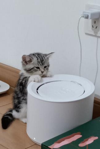 Petree Automatic Cat Water Fountain Dispenser