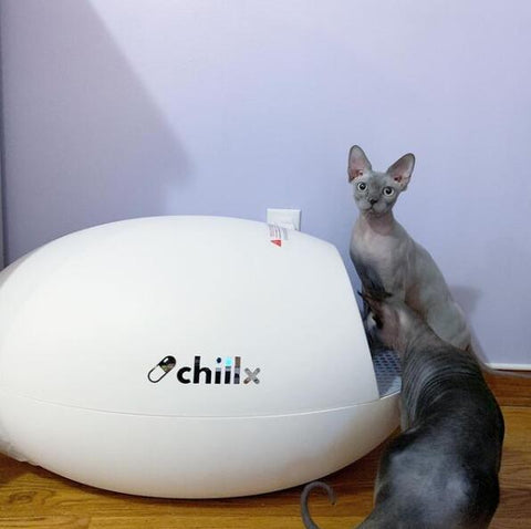 8 Best Self Cleaning Cat Litter Boxes 2021-Chillx