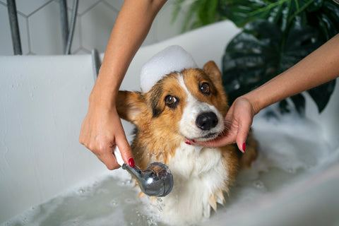 Washing a dog is so much easier with a bar of Eco Fox handmade Dog Shampoo.