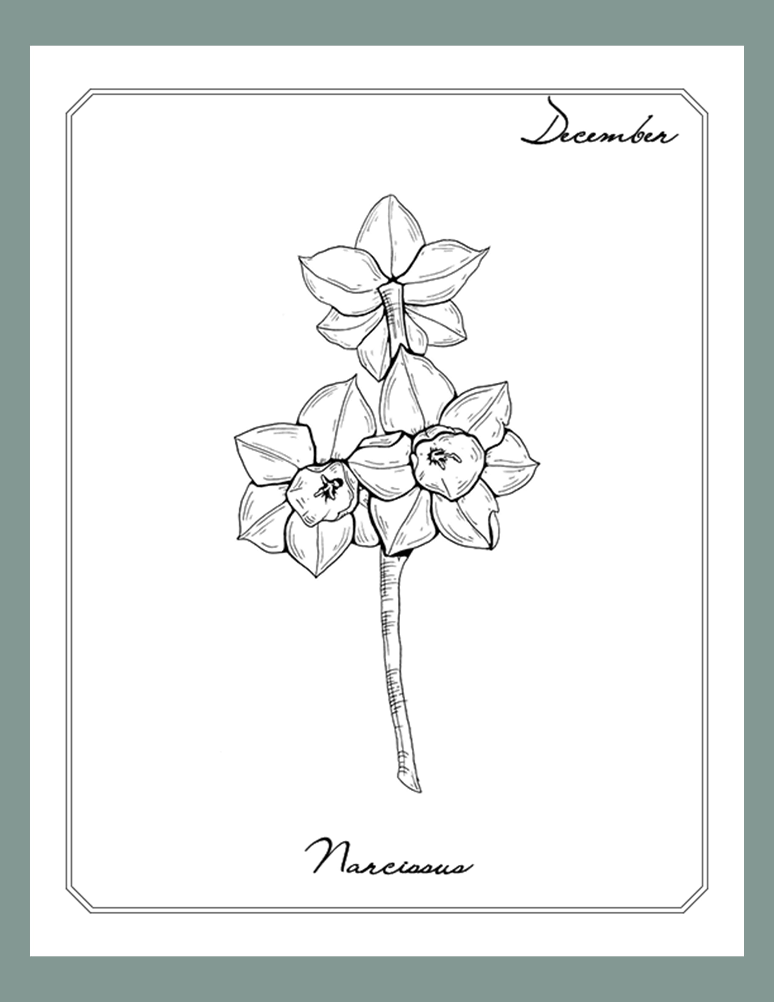 December birth flower  Narcissus For grandma  Narcissus   Narcissus  tattoo Birth flower tattoos Tattoo fonts