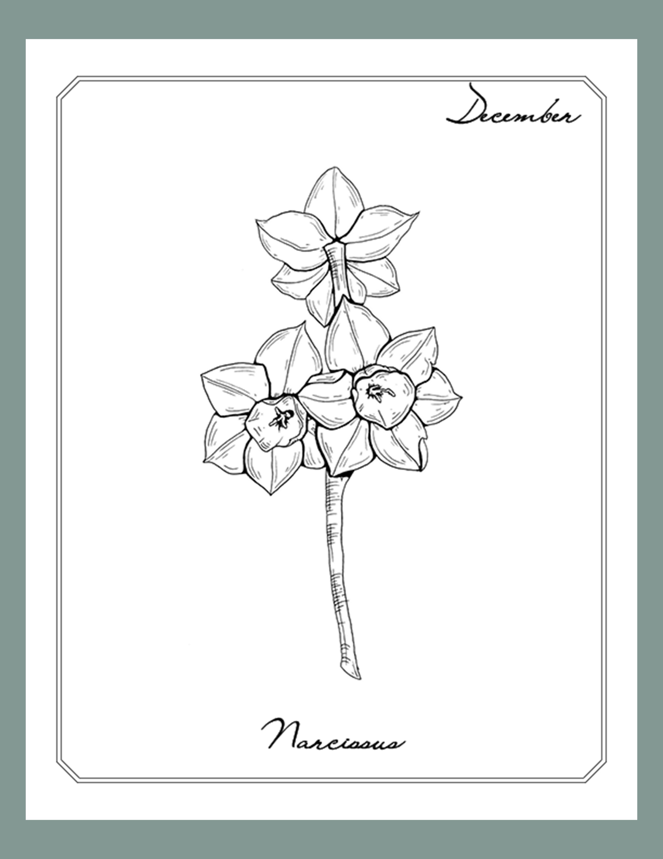 Narcissus December birth flower  December birth flower Birth flowers  Violet flower