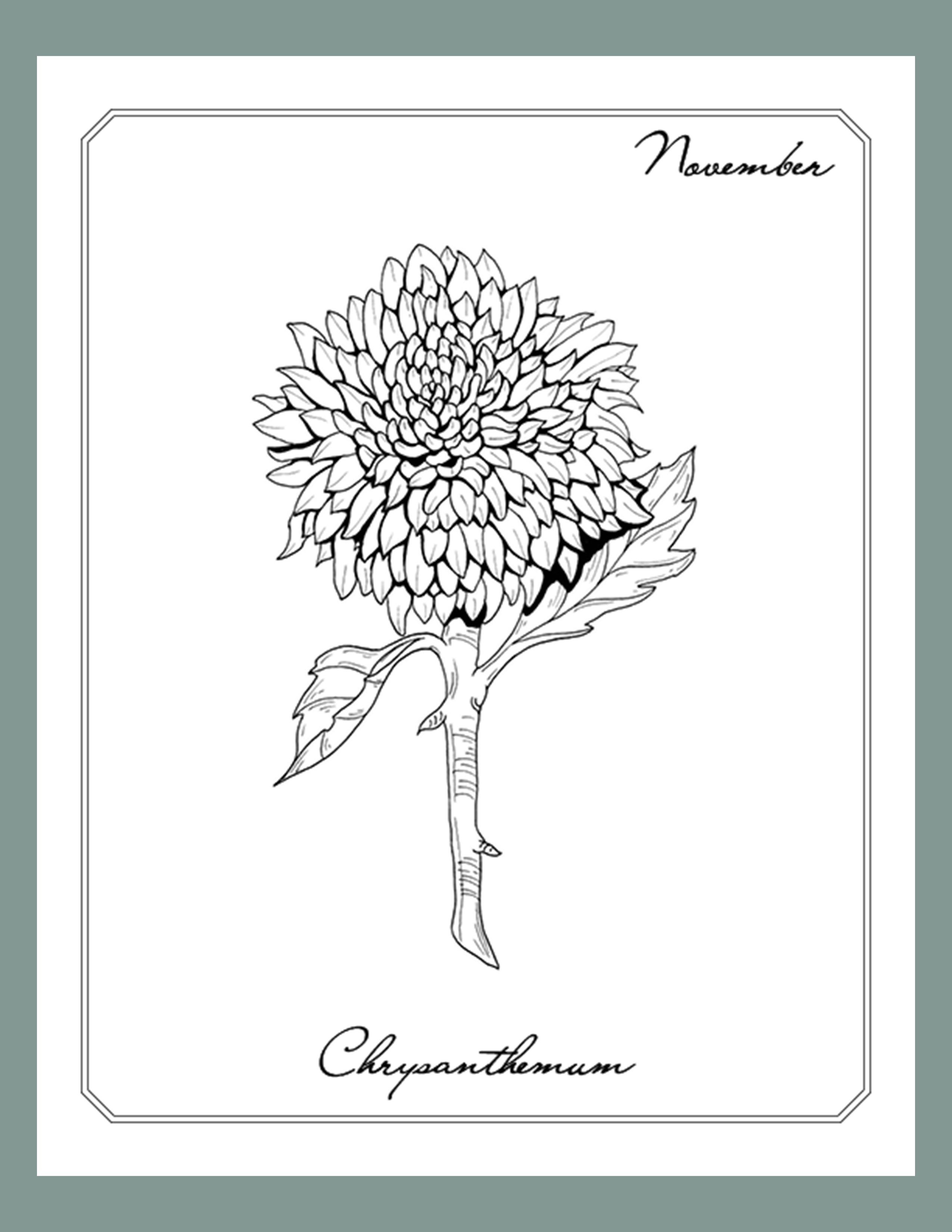 November Chrysanthemum Line Art – Birth Flower Prints