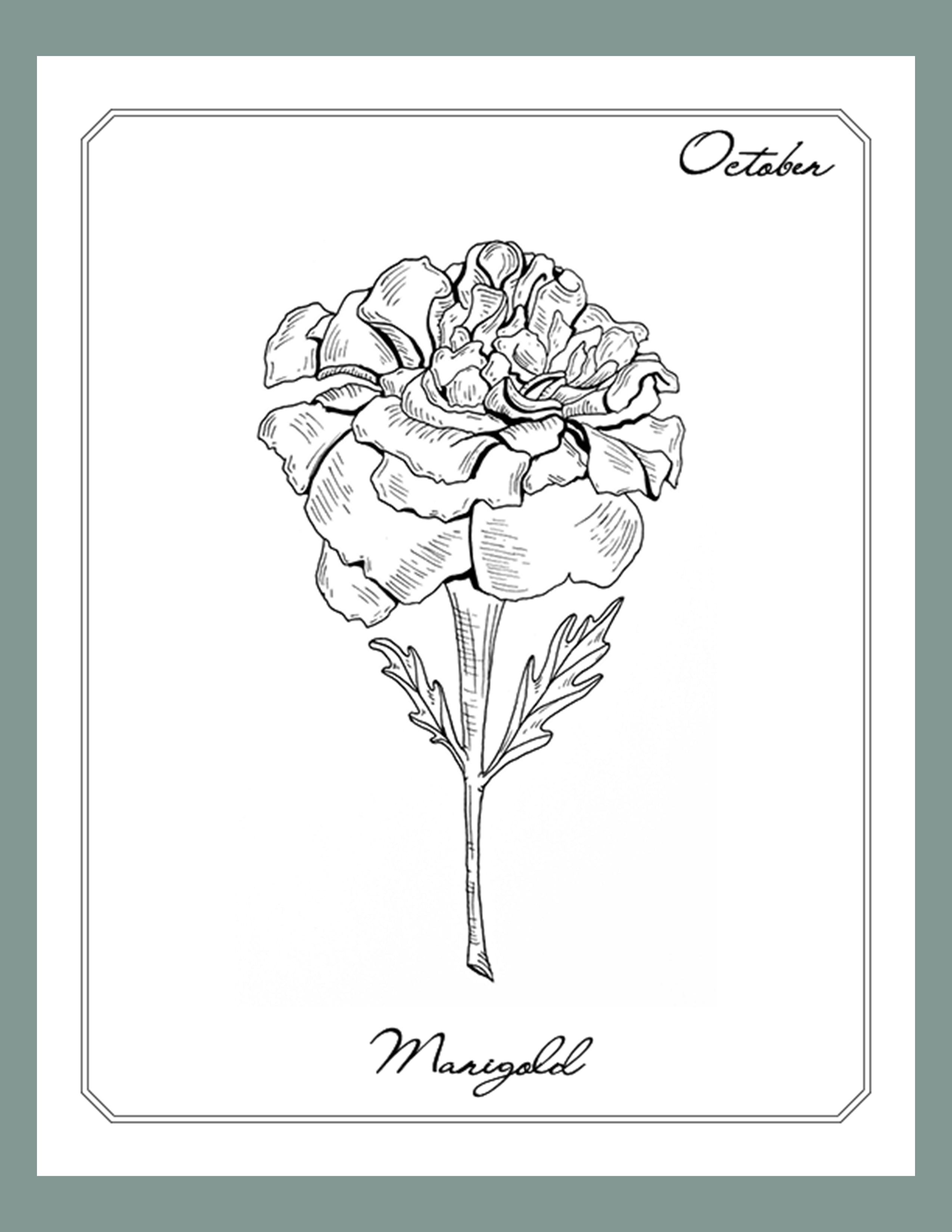 Marigold october birth month flower art Royalty Free Vector