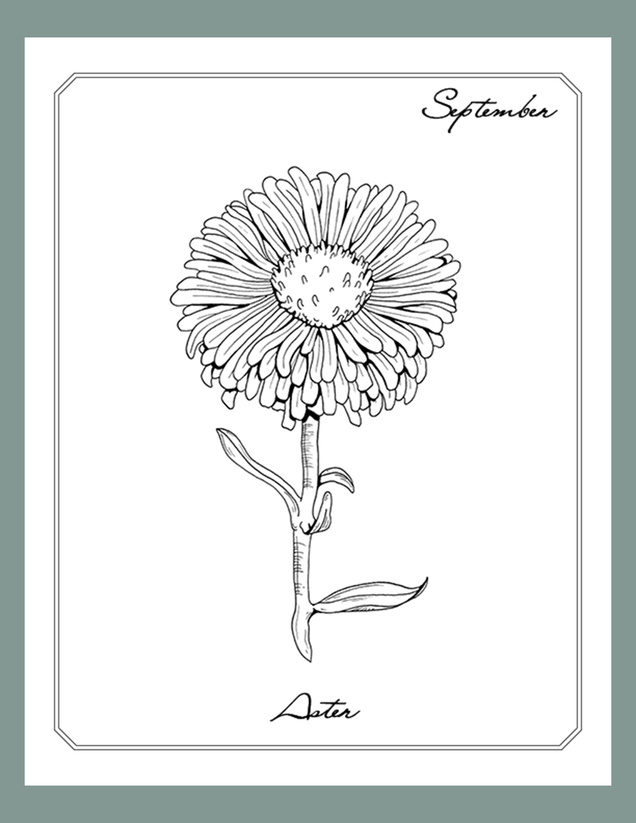 Aster Tattoos Symbolism Meanings  More