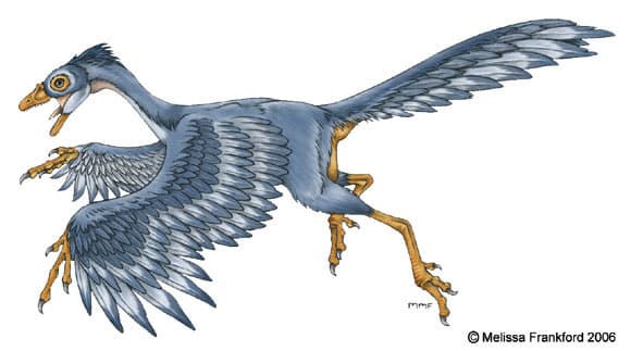 Archaeopteryx dessin anatomie