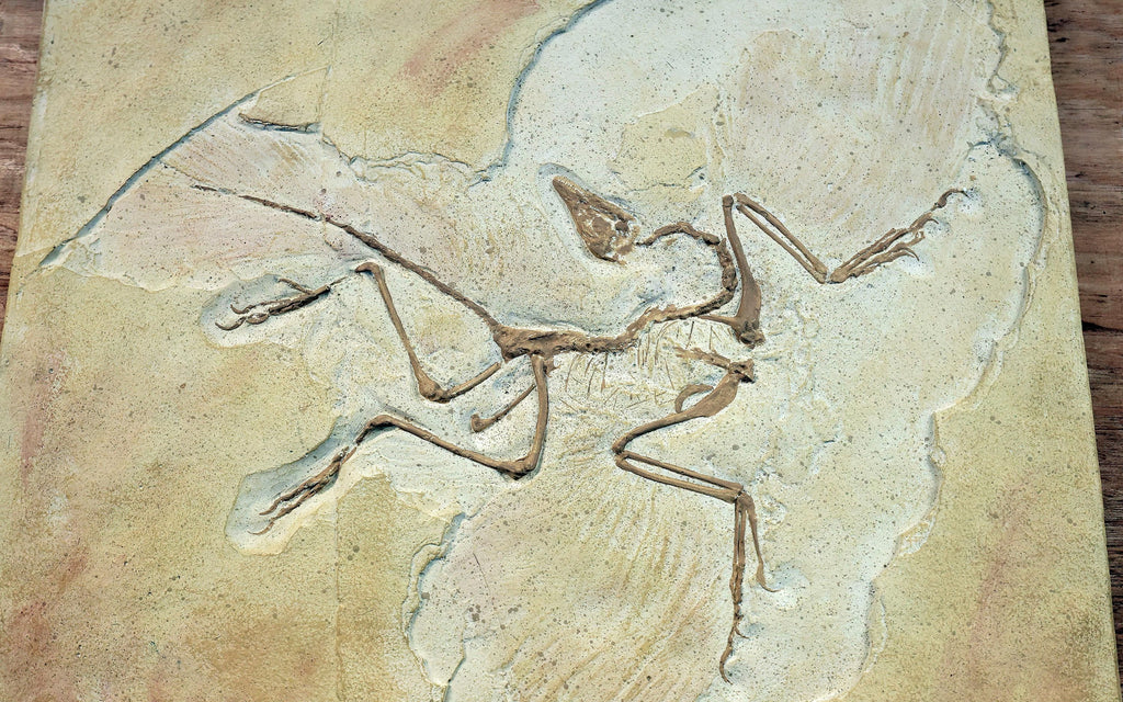 Archaeopteryx fossile