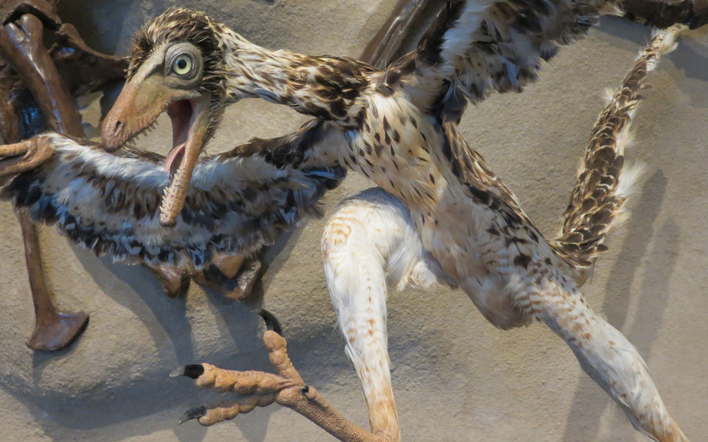 Archaeopteryx dans un musée
