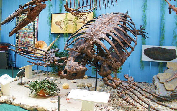 Archelon dinosaure marin