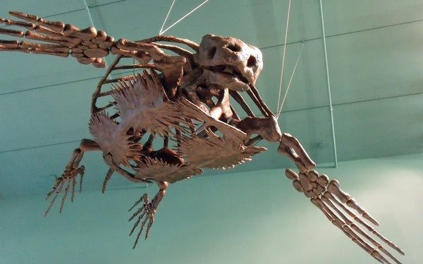 Archelon squelette