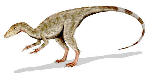 compsognathus dinosaure carnivore