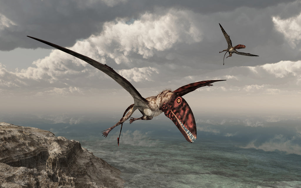 Dimorphodon en plein vol