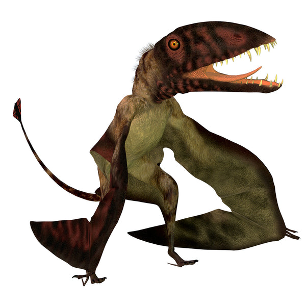 Dents Dimorphodon