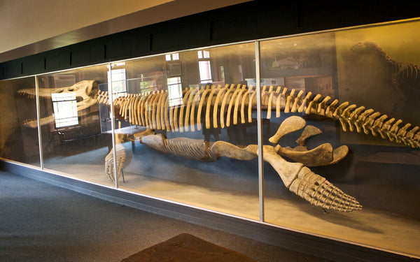 Kronosaurus fossile