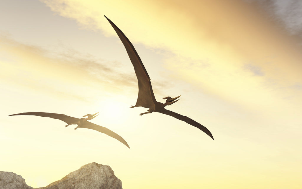 Pteranodon dans les airs