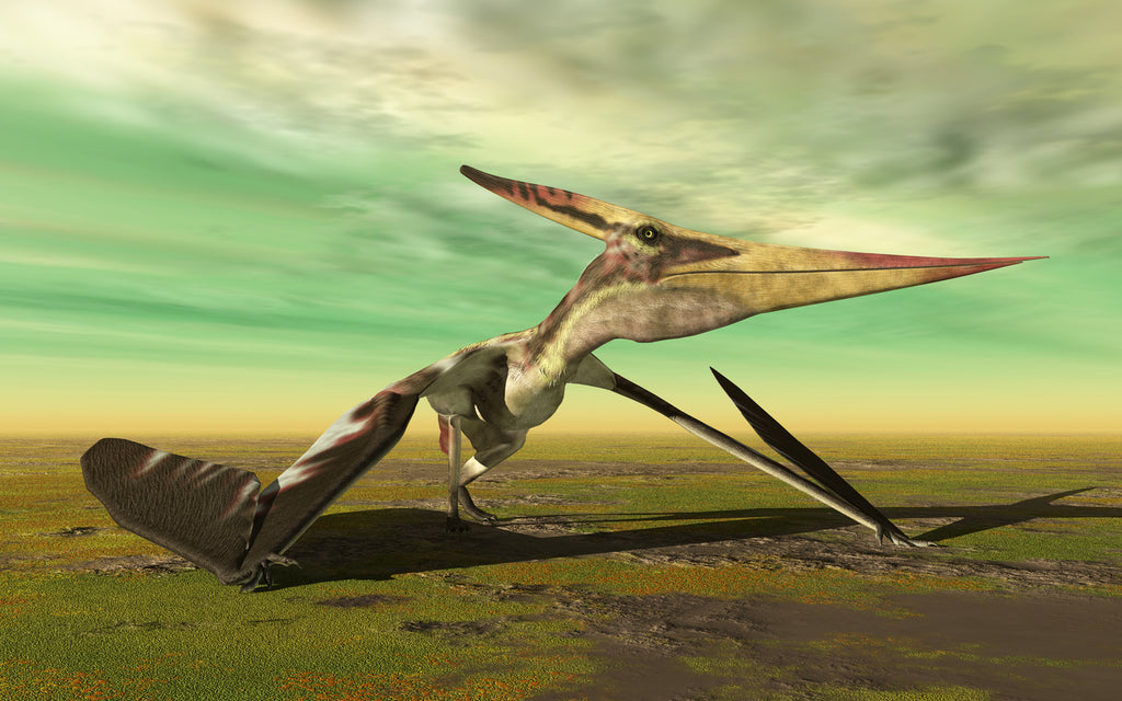 Pteranodon envergure