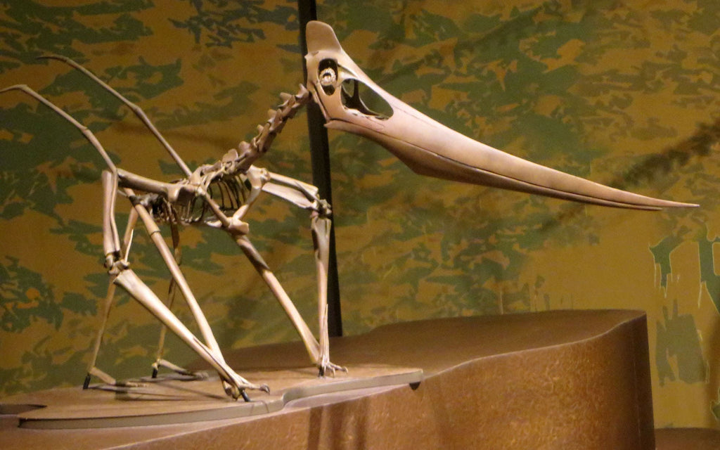 Ptérosaure fossile en musée